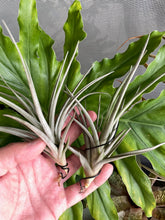 Load image into Gallery viewer, Air Plant, Bromeliad Tillandsia Mystic Trumpet Enigma x 1