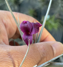 Load image into Gallery viewer, Air Plant, Bromeliad Tillandsia Mystic Burgundy In Flower x 1