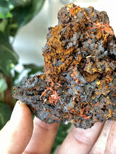 Load image into Gallery viewer, Crocoite Natural Cluster, Tasmania CR052