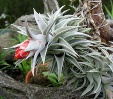 Load image into Gallery viewer, Air Plant, Bromeliad Tillandsia edithae
