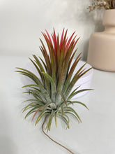 Load image into Gallery viewer, Air Plant, Bromeliad Tillandsia ionantha 'Rubra' Large

