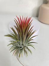 Load image into Gallery viewer, Air Plant, Bromeliad Tillandsia ionantha 'Rubra' Large
