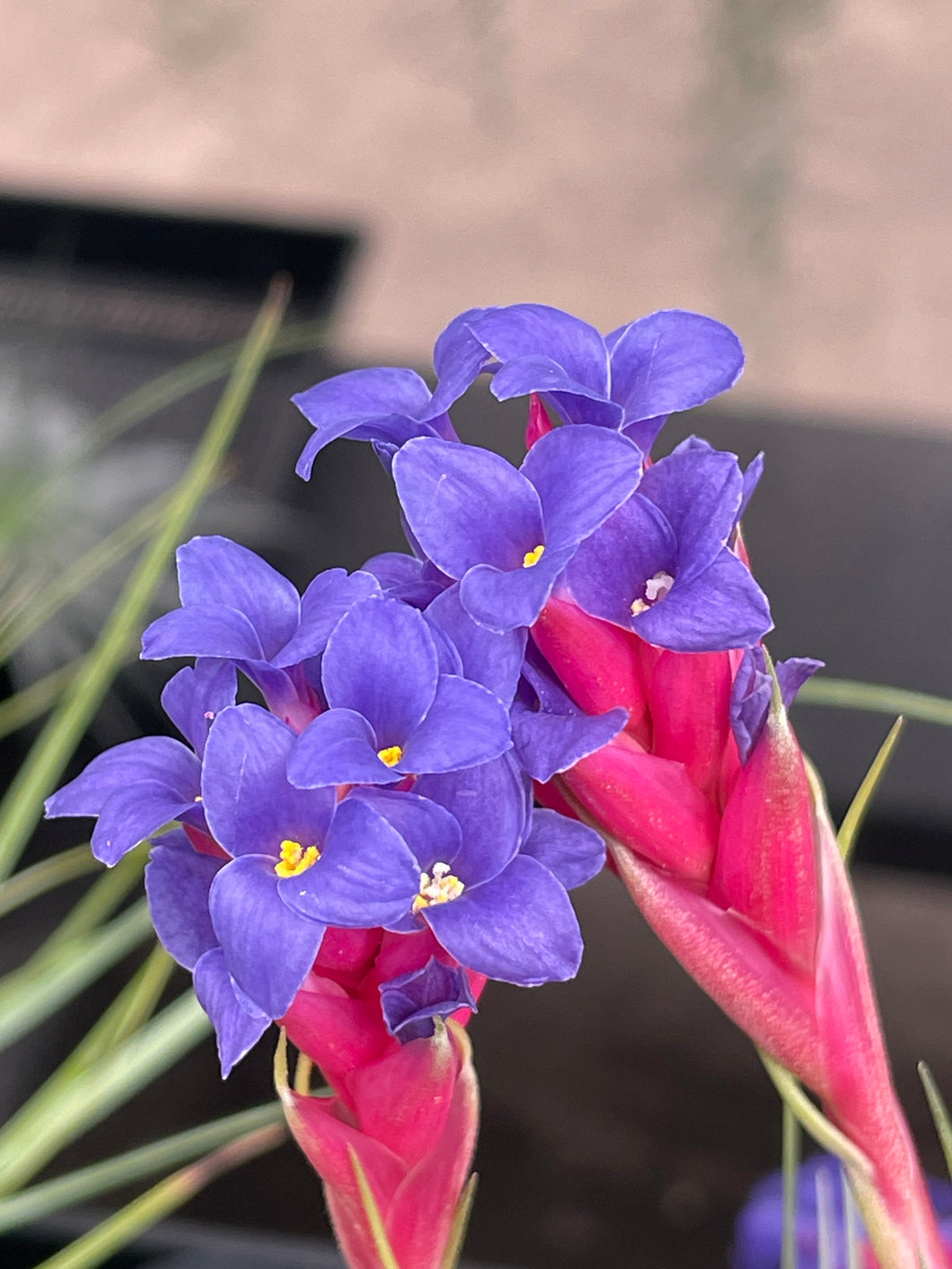air plants bromeliads Air Plant, Bromeliad Tillandsia aeranthos x 1 – Crystal King Australia