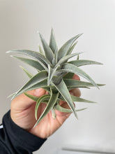 Load image into Gallery viewer, Air Plant, Bromeliad Tillandsia edithae
