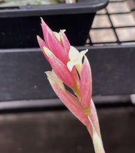 Load image into Gallery viewer, Air Plant, Bromeliad Tillandsia jucunda x 1
