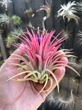 Load image into Gallery viewer, Air Plant, Tillandsia ionantha 'Curly Leaf' x 1

