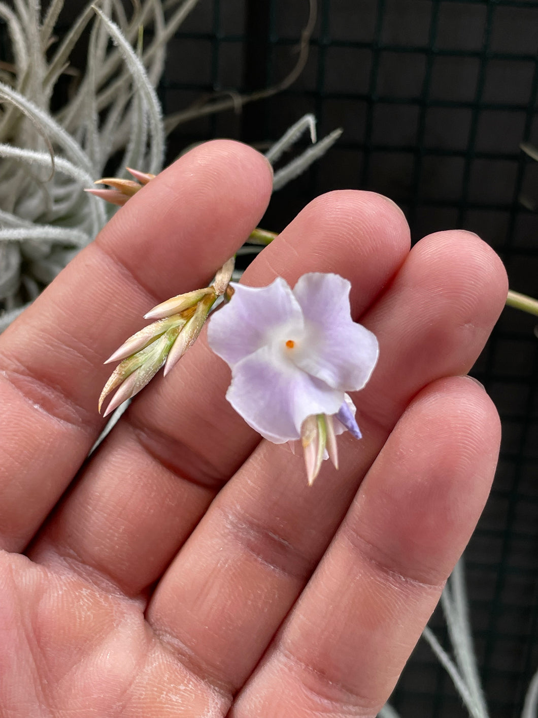 fragrant air plants Tillandsia reichenbachii