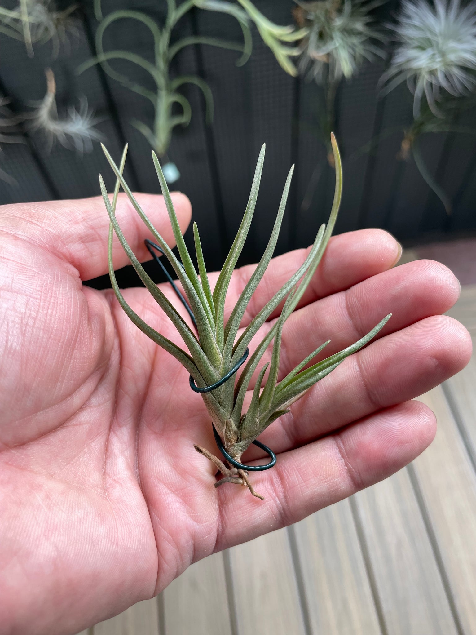 air plants australia Air Plant, Bromeliad Tillandsia albertiana x 1 – Crystal King Australia
