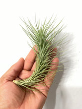 Load image into Gallery viewer, Tillandsia heteromorpha Large Form air plant
