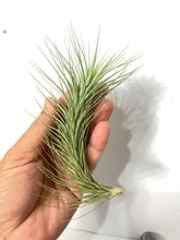 Load image into Gallery viewer, Tillandsia heteromorpha Large Form air plant
