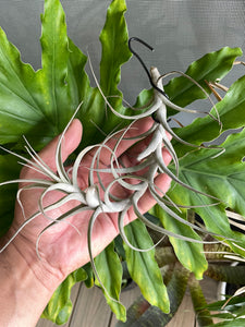 Air Plant, Bromeliad Tillandsia incarnata
