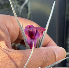Load image into Gallery viewer, Air Plant, Bromeliad Tillandsia Mystic Burgundy In Flower x 1
