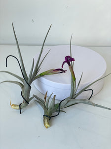 Air Plant, Bromeliad Tillandsia Mystic Burgundy In Flower x 1