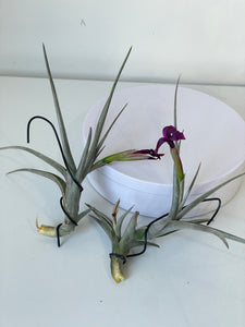 Air Plant, Bromeliad Tillandsia Mystic Burgundy In Flower x 1