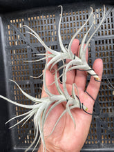 Load image into Gallery viewer, Air Plant, Bromeliad Tillandsia albida x 1
