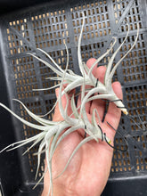 Load image into Gallery viewer, Air Plant, Bromeliad Tillandsia albida x 1
