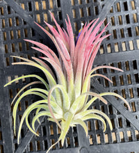 Load image into Gallery viewer, Air Plant, Tillandsia ionantha 'Curly Leaf' x 1
