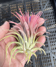Load image into Gallery viewer, Air Plant, Tillandsia ionantha 'Curly Leaf' x 1
