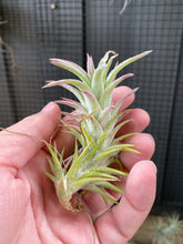 Load image into Gallery viewer, Tillandsia vanhyningii air plant

