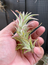 Load image into Gallery viewer, Tillandsia vanhyningii air plant
