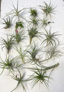 Air Plant, Bromeliad Tillandsia Collection of 20 plants