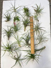 Load image into Gallery viewer, Air Plant, Bromeliad Tillandsia Collection of 20 plants
