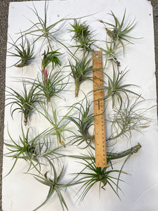 Air Plant, Bromeliad Tillandsia Collection of 20 plants
