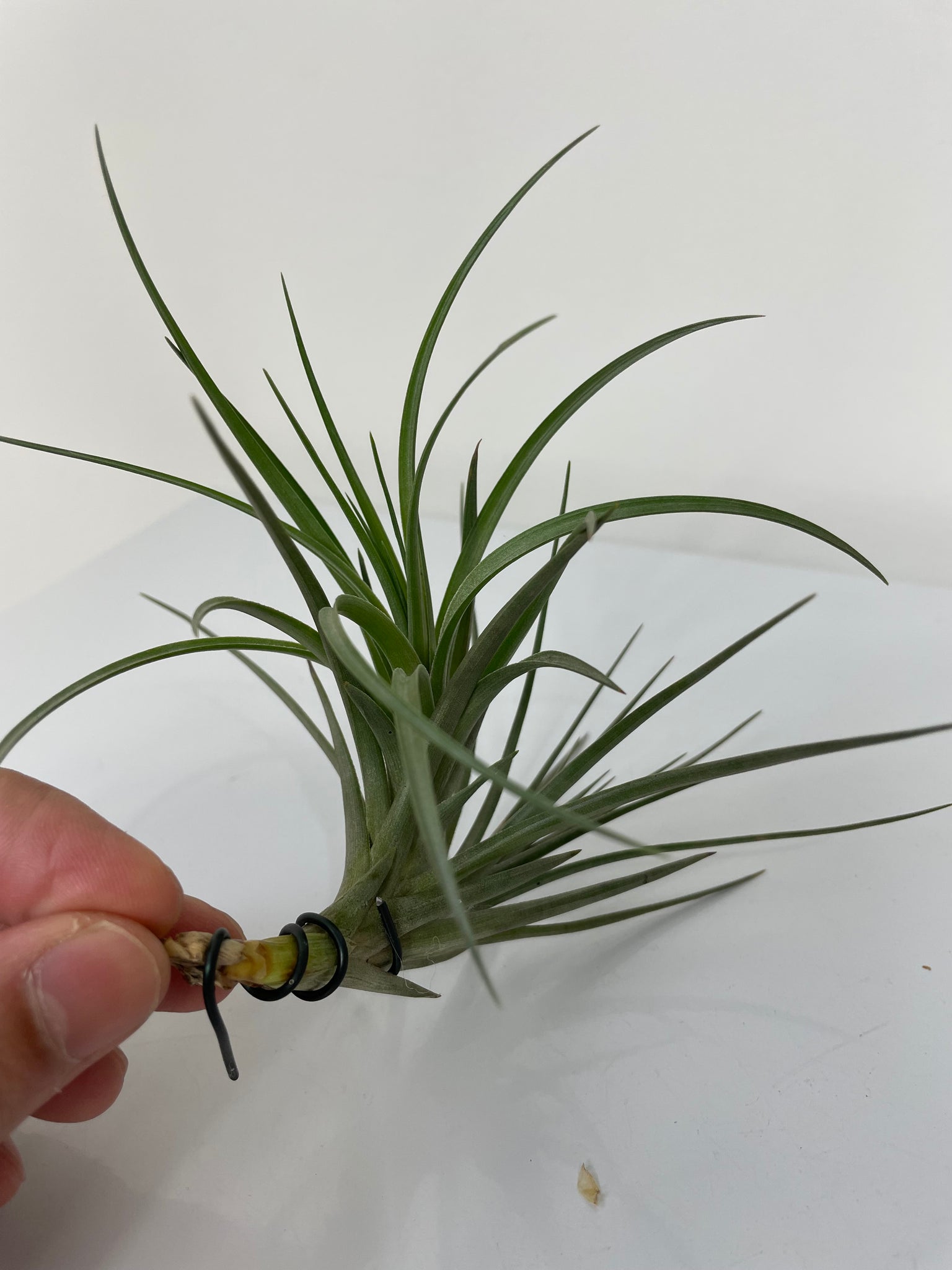 tenuifolia air plant Air Plant, Bromeliad Tillandsia tenuifolia 'Large Form' – Crystal King Australia