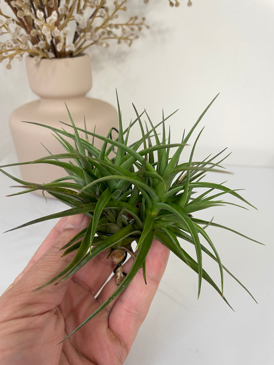 bergeri air plant Air Plant, Bromeliad Tillandsia bergeri Clump of 4 plants – Crystal King Australia