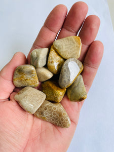 Agatised Coral Tumbled Stones TB038 x 1